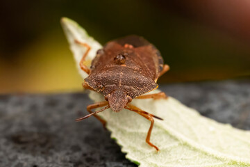 Macro photograph of Otiorhynchus sulcatus (Vine Weevil). Native to Europe but common in North...