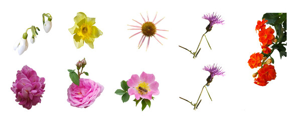 isolated flowers on a white background: snowdrops, rose hips, daffodil, tea rose