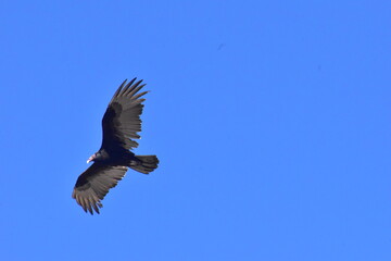 vulture in flight, Mexico