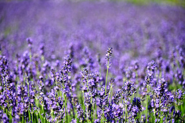 Purple lavender flowers springtime nature background