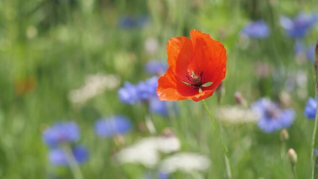 Bl&uuml;te vom Klatschmohn auf einer Wiese im Sommer, papaver rhoeas