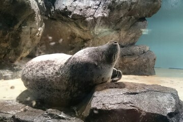 ゴマフアザラシ　可愛い　水族館 © seapom