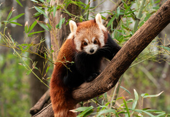 The red panda (Ailurus fulgens), also known as the lesser panda, is a small mammal native to the...