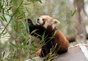 Foto op Plexiglas The red panda (Ailurus fulgens), also known as the lesser panda, is a small mammal native to the eastern Himalayas and southwestern China © Kozma
