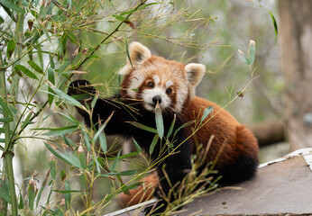 The red panda (Ailurus fulgens), also known as the lesser panda, is a small mammal native to the...