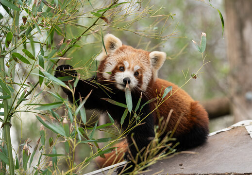 The red panda (Ailurus fulgens), also known as the lesser panda, is a small mammal native to the eastern Himalayas and southwestern China