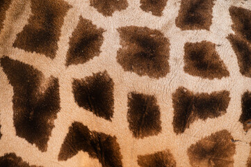 Closeup of live giraffe skin fur