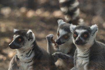 Lemur Katta - Ring-tailed Lemur in zoological garden