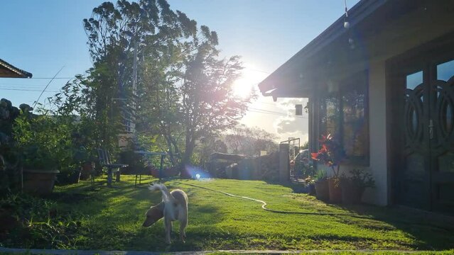 Hermosa y tranquila ma&ntilde;ana en el jard&iacute;n, cachorro olfatea ena fresca ma&ntilde;ana en el jardin.