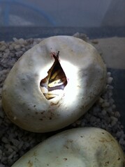 ボールパイソン産卵ハッチ