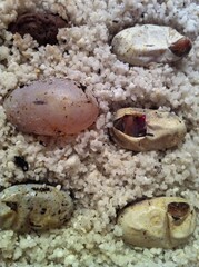 ボールパイソン産卵ハッチ