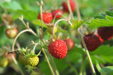 Ripe berries of wild strawberry.
