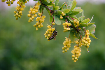 A bee sits on a Berberis twig and pollinates it.