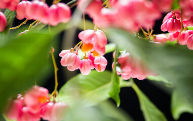 Medicinal oil in a jar with herbs. Euonymus warty, homeopathic berry useful, poisonous plant with...