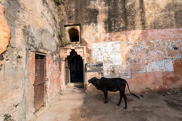 Naklejka premium A cow standing outside the weathered walls of an ancient temple in the town of Orchha.