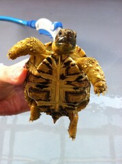 バブコックヒョウモンリクガメ