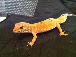 ヒョウモントカゲモドキ