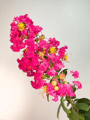 Frilly pink flowers of Lagerstroemia indica, crepeflower or crepe myrtle. In Brazil it is called extremosa, escumilha, reseda or tree-de-jupiter. Selective focus.