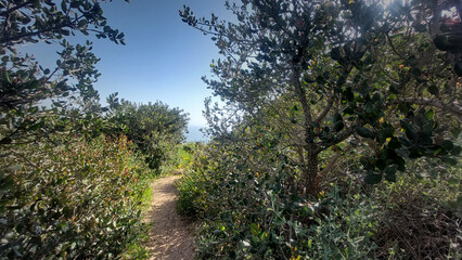 Hiking through the bush.