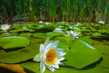 closeup white water lily floating on a water