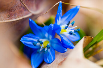 closeup  blue snowdrop Scilla flowers in a forest,  beautiful spring outdoor background