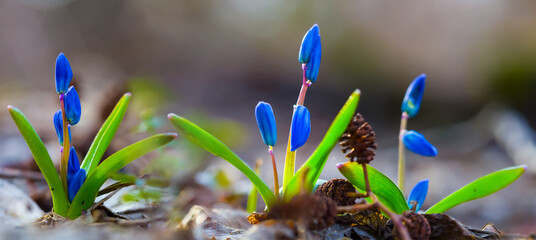closeup  blue snowdrop Scilla flowers in a forest,  beautiful spring outdoor background - obrazy, fototapety, plakaty