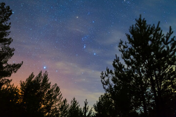 forest silhouette under a night starry sky