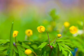 closeup heap of wild flowers natural spring background
