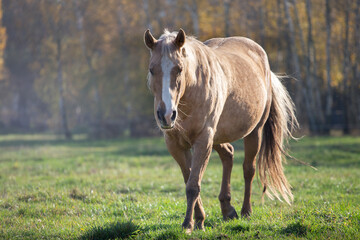 silhouette of a beautiful palomino horse, american quarter horse, on a meadow on the background of...