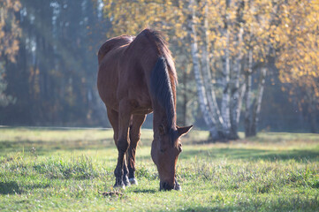 Silhouette of a bay horse on a meadow in the sunlight. birches in the background