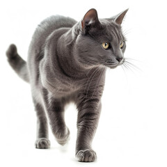 Cute grey cat walking on white background
