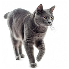 Playful grey cat walking on white background