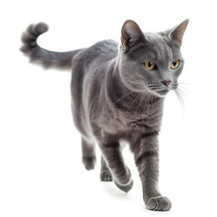 Big grey cat walking on white background