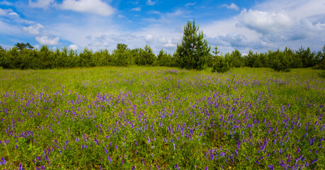 Obraz na płótnie Canvas green summer prairie with wild flowers