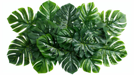 Large  monstera leaves on isolated beige background