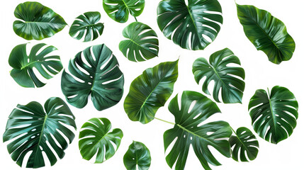 Large  monstera leaves on isolated white background