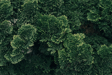 fresh green tuja branches. Natural green background  - obrazy, fototapety, plakaty