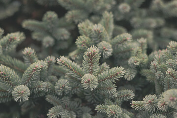 Moody atmosphere, close-up on a pine branch. Blurred background.pine branch background 