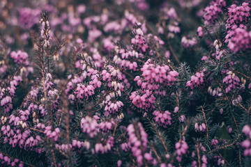 Calluna vulgaris, background with calluna, Calluna vulgaris, common heather, ling, or simply...