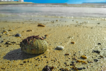 Empty dead bony shell of a sea urchin with the remnants of thorns lies on the beach in the sand on a sunny day by the ocean. Inhabitants of the deep sea, fauna, their life and habitat
