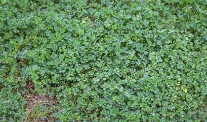 Green clover natural background. shamrock plants.