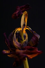 The splendor and vibrant colors of a wilted tulip; Tulip; closeup photography