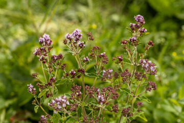 Close up view of pinc and lilac flowerheads of blooming oregano, origanum vulgare. Selected focus, blurred background.
