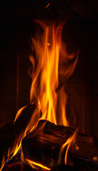 Close-up of burning logs