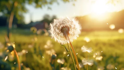  dandelion close up against sunlight background. © Juli Puli