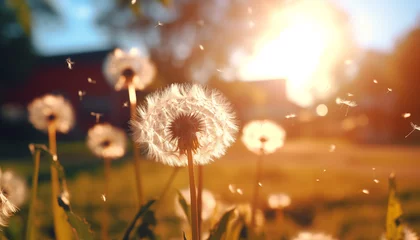 Rolgordijnen dandelion close up against sunlight background. © Juli Puli