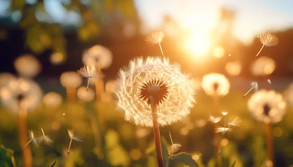 Foto op Plexiglas dandelion close up against sunlight background. © Juli Puli
