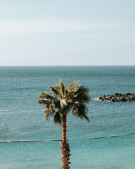 Wysoka palma na tle oceanu - obrazy, fototapety, plakaty