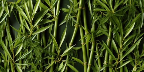 Fototapeta premium A detailed view capturing the lush green foliage of various plants in close proximity.