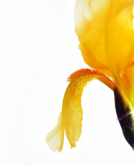Yellow iris flower isolated on white background. Flat lay, close-up.
